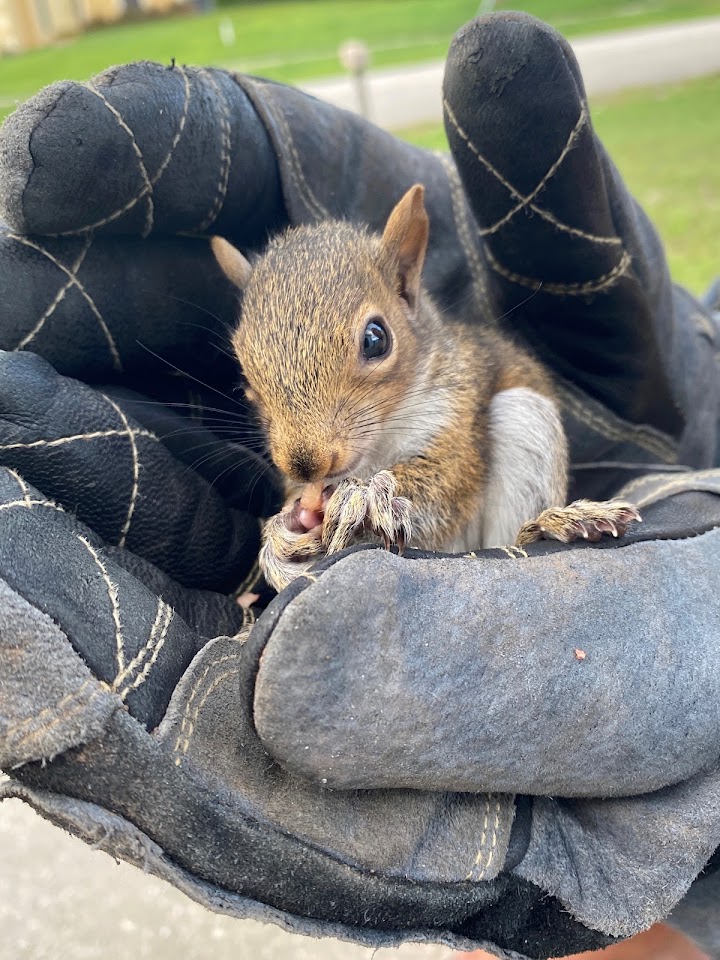 Critter Control project