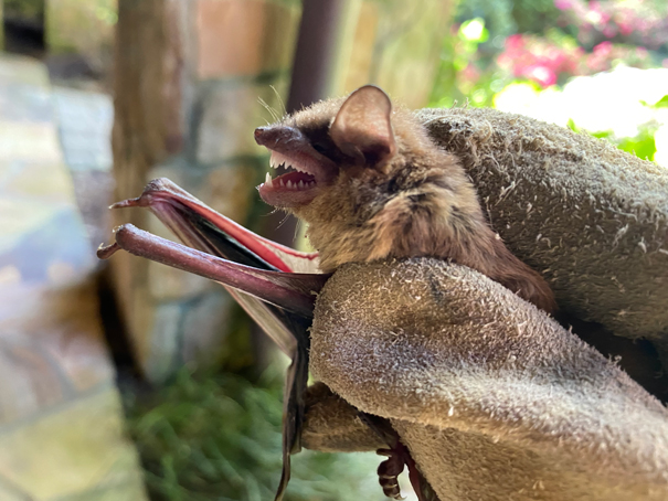 Critter Control project